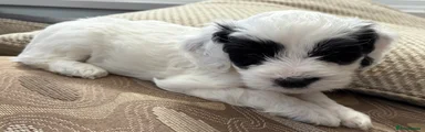Cockapoo 1