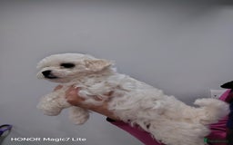 Maltese dogs for sale: Pure Maltese puppies❤️💙 - Image 6