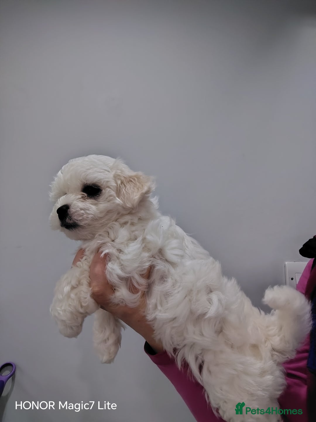Maltese dogs for sale: Pure Maltese puppies❤️💙 - Image 6