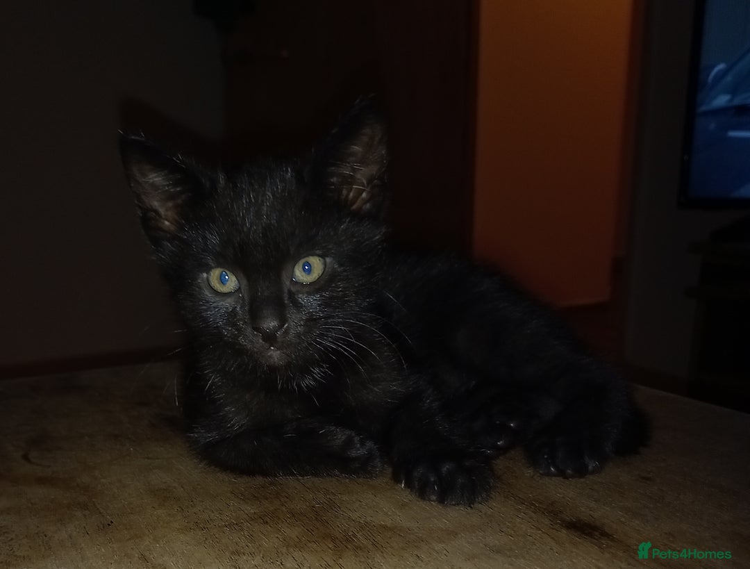 Mixed Breed cats for sale: 1 Black male - Image 4