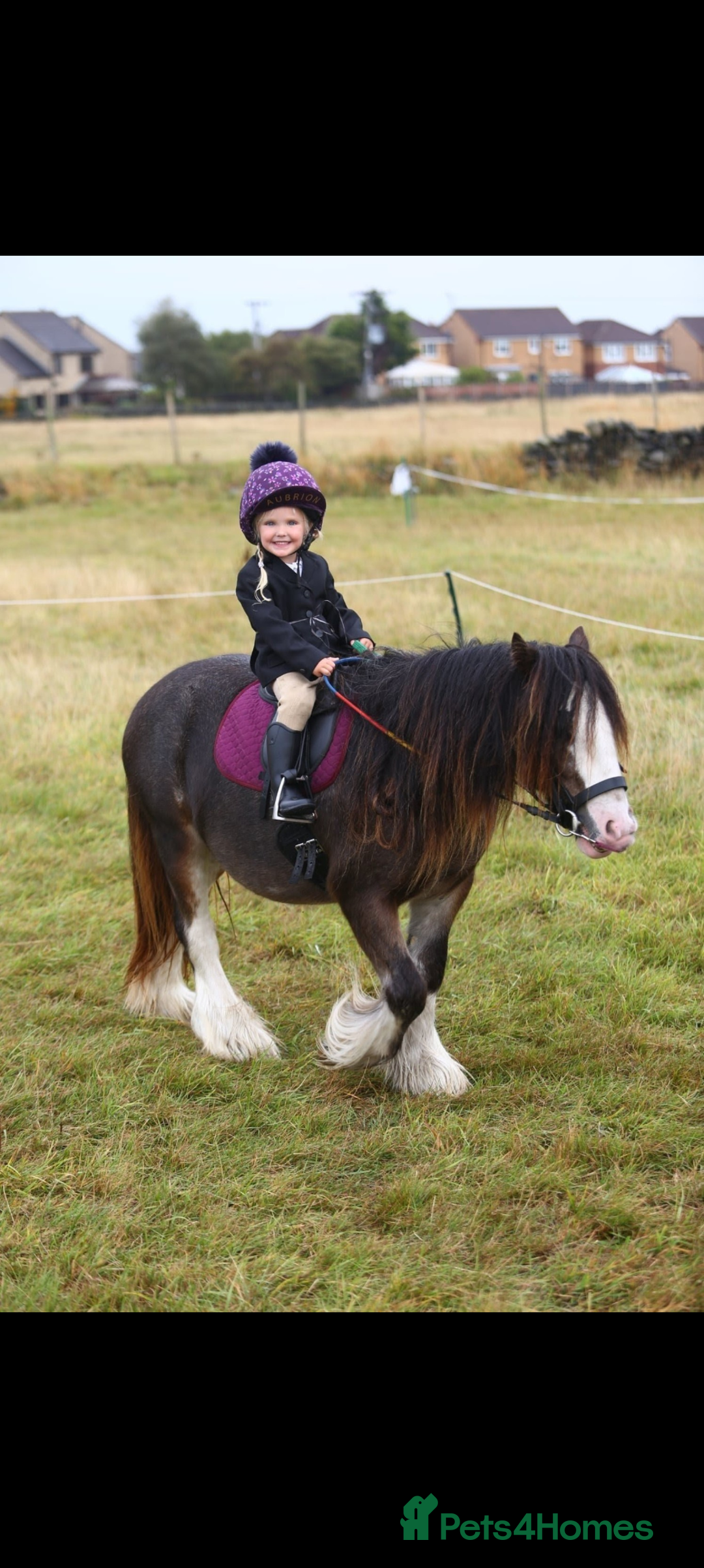 Irish Cob horses for sale: Knox 11.1 mini cob gelding  - Advert 1