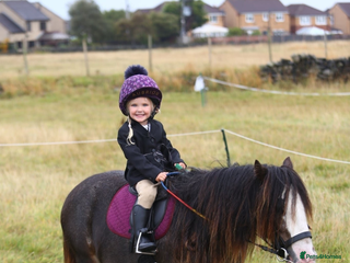 Irish Cob horses Knox 11.1 mini cob gelding - Advert 2