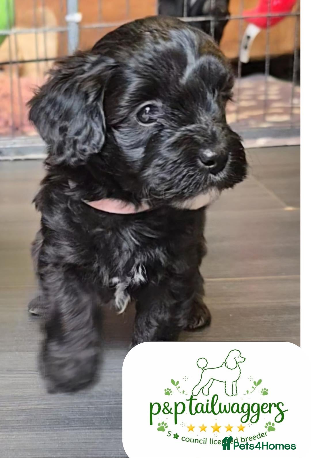 Maltipoo dogs Rare color F1 maltipoo female 5⭐️council licensed - Advert 7