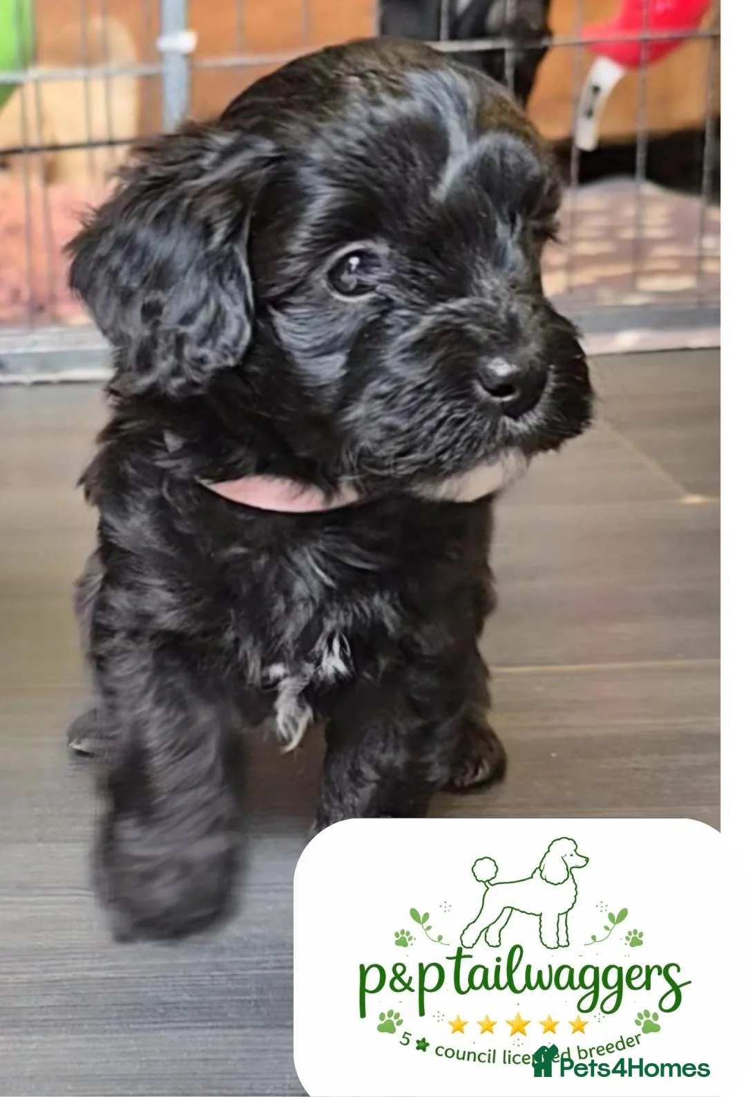 Maltipoo dogs for sale: ❤️Exquisite F1 maltipoo female 5⭐️council licensed - Advert 1
