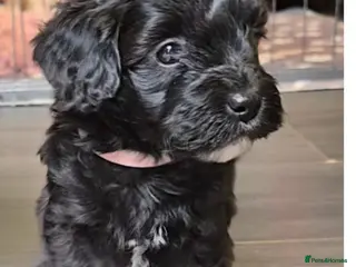 Maltipoo dogs Rare color F1 maltipoo female 5⭐️council licensed - Advert 7