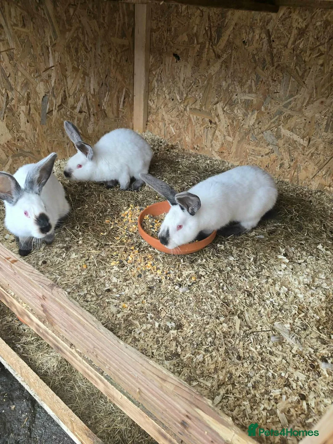Continental Giant rabbits for sale: Rabbits for sale  - Advert 16