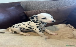 Dalmatian dogs for sale: Gorgeous Dalmatian Puppies - Image 17