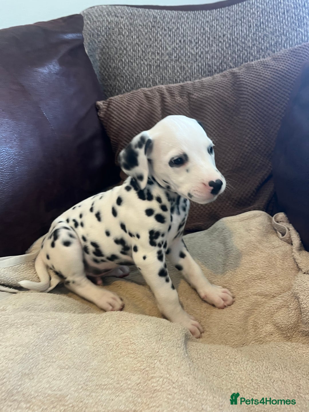 Dalmatian dogs for sale: Gorgeous Dalmatian Puppies - Image 17