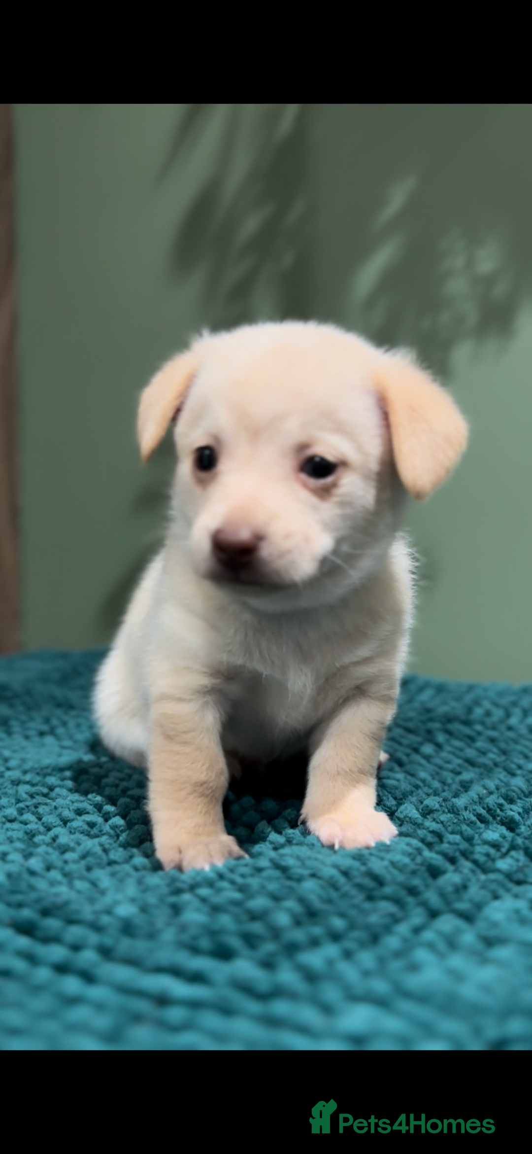 Mixed Breed dogs for sale: 🌟 Beautiful Cream Pomweenie Puppies Available 🌟 - Advert 12