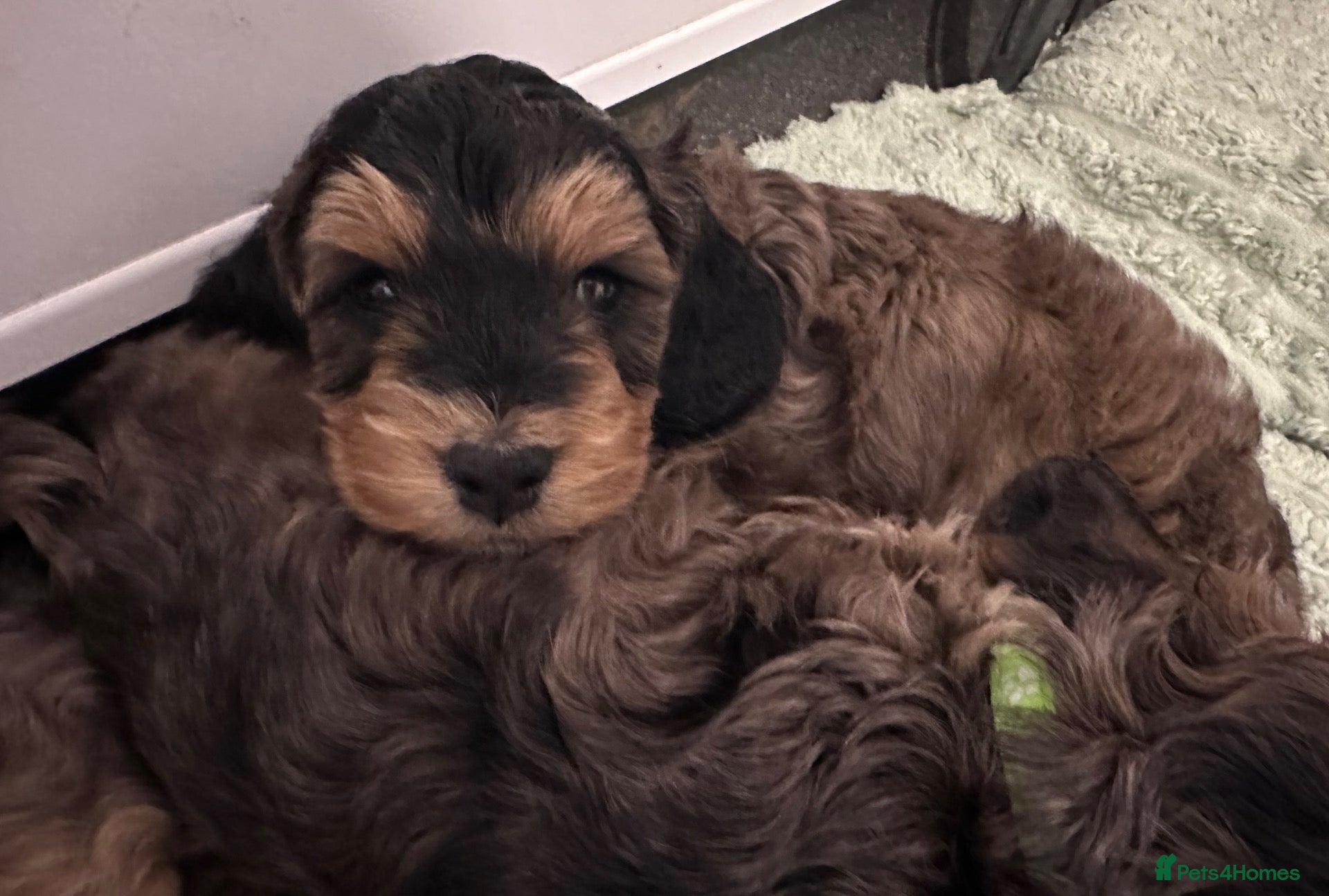 Cockapoo dogs Sable cockapoos, health tested parents  - Advert 2