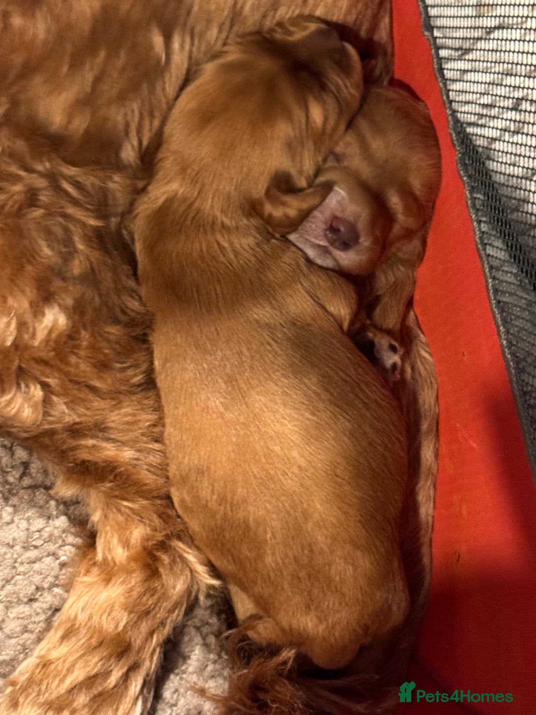 Cockapoo dogs for sale: Red Cockapoo girls F1b - Advert 3