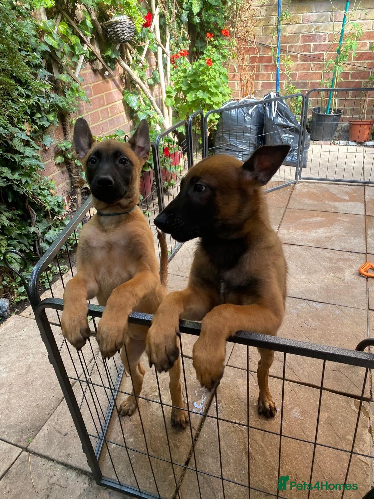 Belgian Shepherd Dog dogs Extraordinary Belgian Malinois puppies  - Advert 2