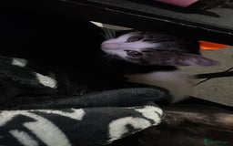 Mixed Breed cats for sale: Adorable Kittens  - Image 7