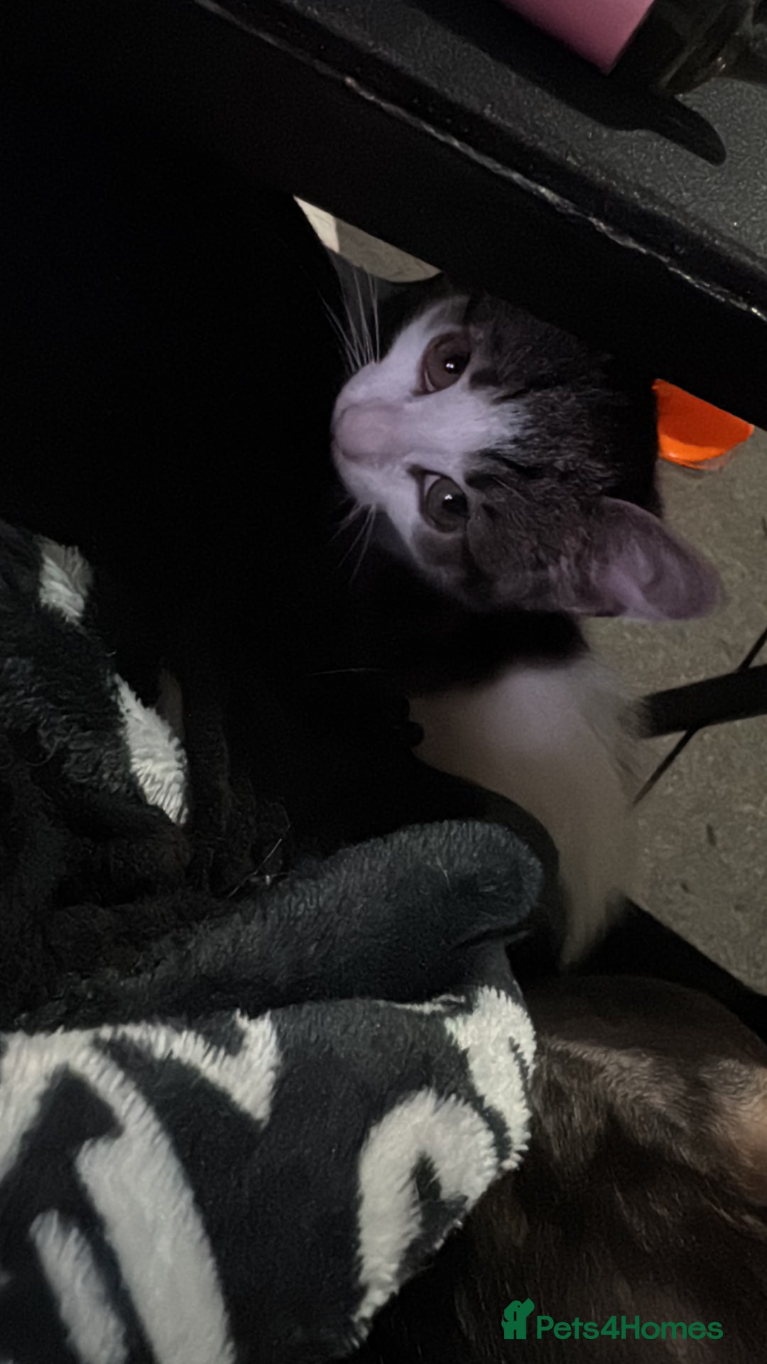 Mixed Breed cats for sale: Adorable Kittens  - Image 7