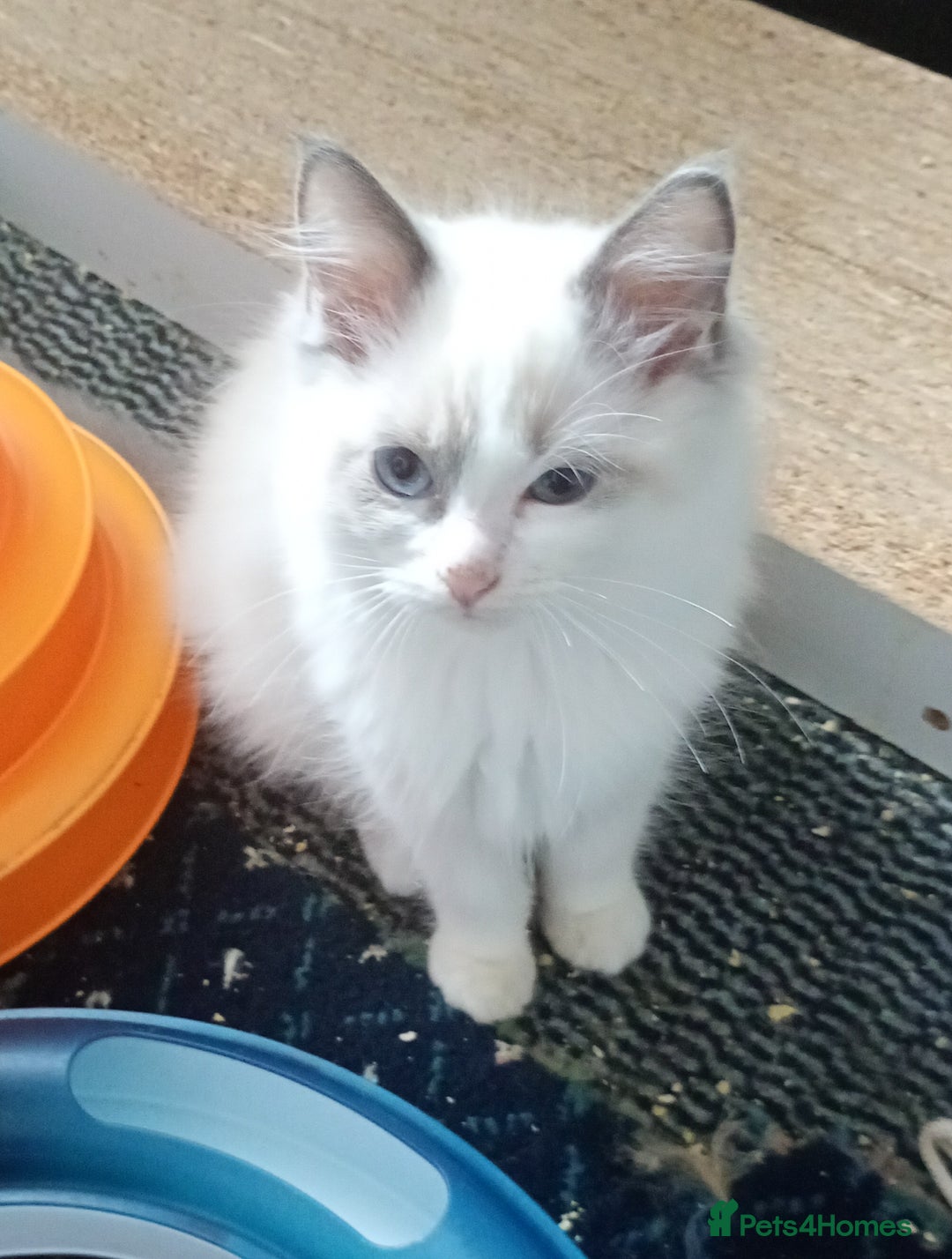 Ragdoll cats for sale: Pedigree Ragdolls for sale £495 - Image 16