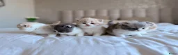 British Shorthair cats for sale: British Shorthair & Longhair Kittens GCCF Reg - Advert 4