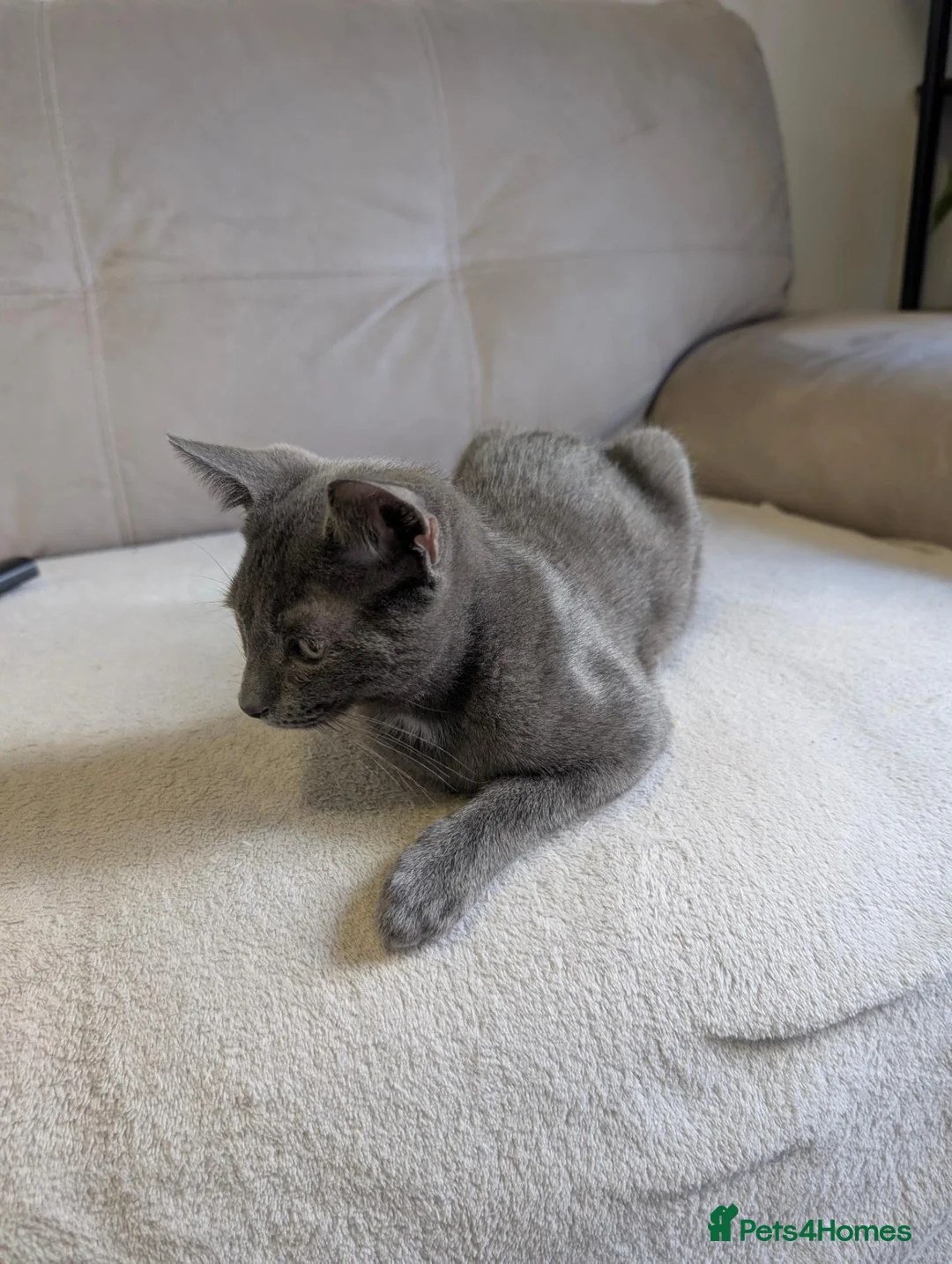 Mixed Breed cats for sale: Beautiful Grey Kitten - Advert 7