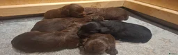 Cocker Spaniel dogs for sale: Working Cocker Spaniel Puppies - Advert 8