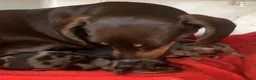 Dachshund dogs for sale: Beautiful dachshund puppies READY NOW  in Tredegar - Advert 3