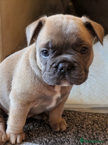 French Bulldog dogs - Advert 4