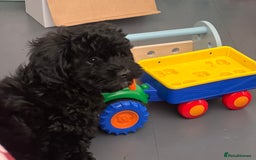 Shihpoo dogs for sale: Beautiful Shihpoo puppies  - Image 2