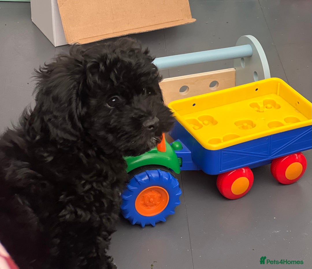 Shihpoo dogs for sale: Beautiful Shihpoo puppies  - Image 2