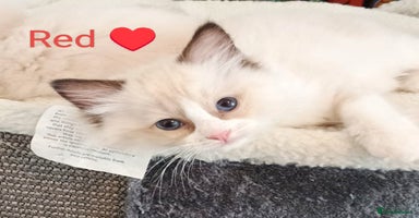 Ragdoll cats - Advert 16