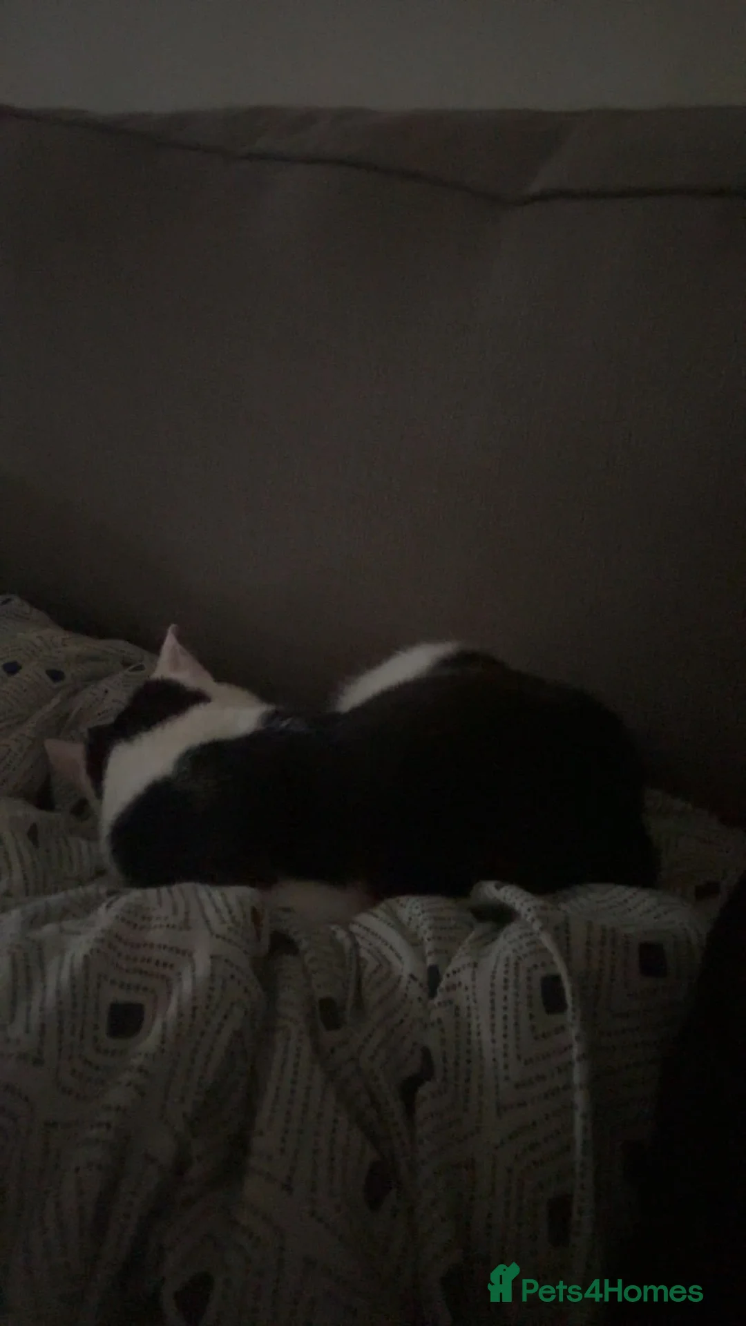 Mixed Breed cats for sale: Cats  in Leicester - Advert 2