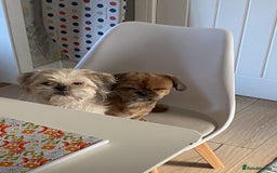 Shih Tzu dogs for sale: 2 x shih tzu - Image 4
