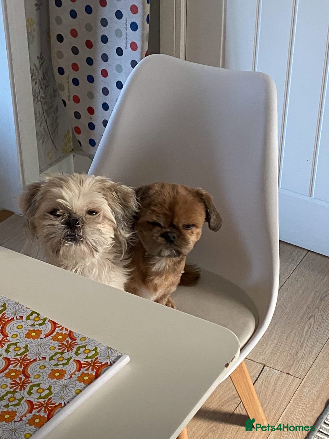 Shih Tzu dogs for sale: 2 x shih tzu - Image 4