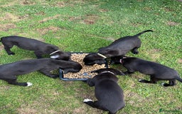 Mixed Breed dogs for sale: Labrador cross lurcher (lurcherdors) in Northallerton - Image 8