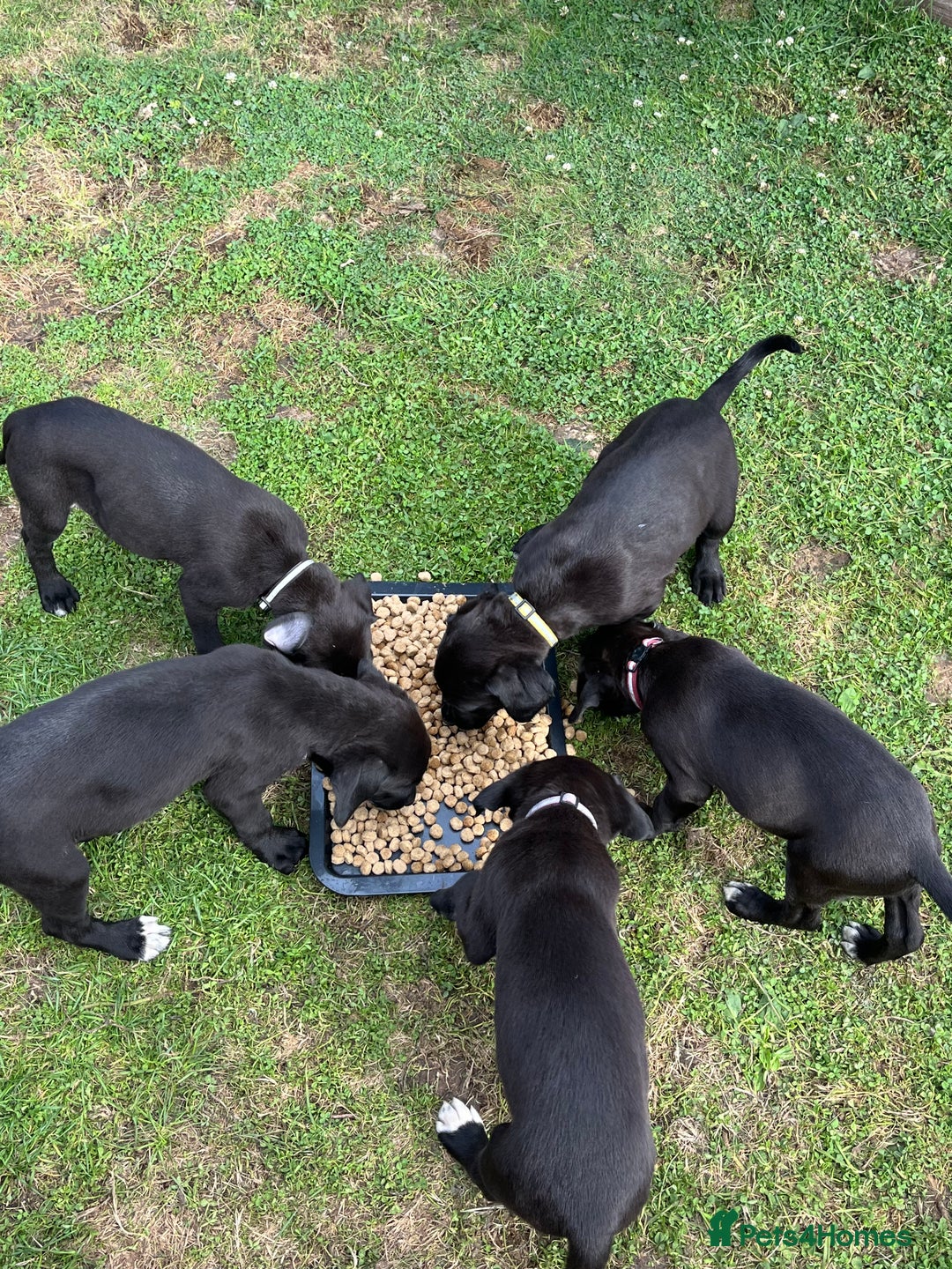 Mixed Breed dogs for sale: Labrador cross lurcher (lurcherdors) in Northallerton - Image 8