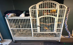 Macaws birds for sale: ✨ DEANO ✨ Blue and Gold Macaw Parrot & Cage  - Image 6