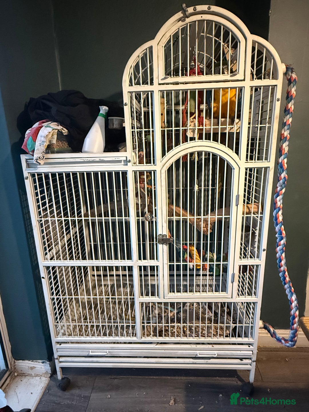 Macaws birds for sale: ✨ DEANO ✨ Blue and Gold Macaw Parrot & Cage  - Image 6