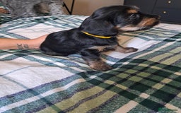 Mixed Breed dogs for sale: 5 yorkiepoos - Image 11