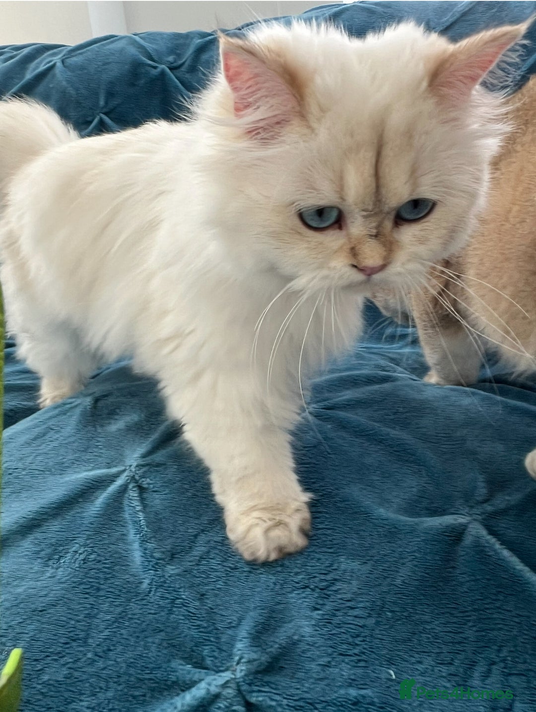 British Longhair cats for sale: Pure bread British Long and Shorthair kittens   - Advert 14