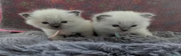 Ragdoll cats for sale: 2 Chunky Fluffy Purebred Ragdolls - Advert 1