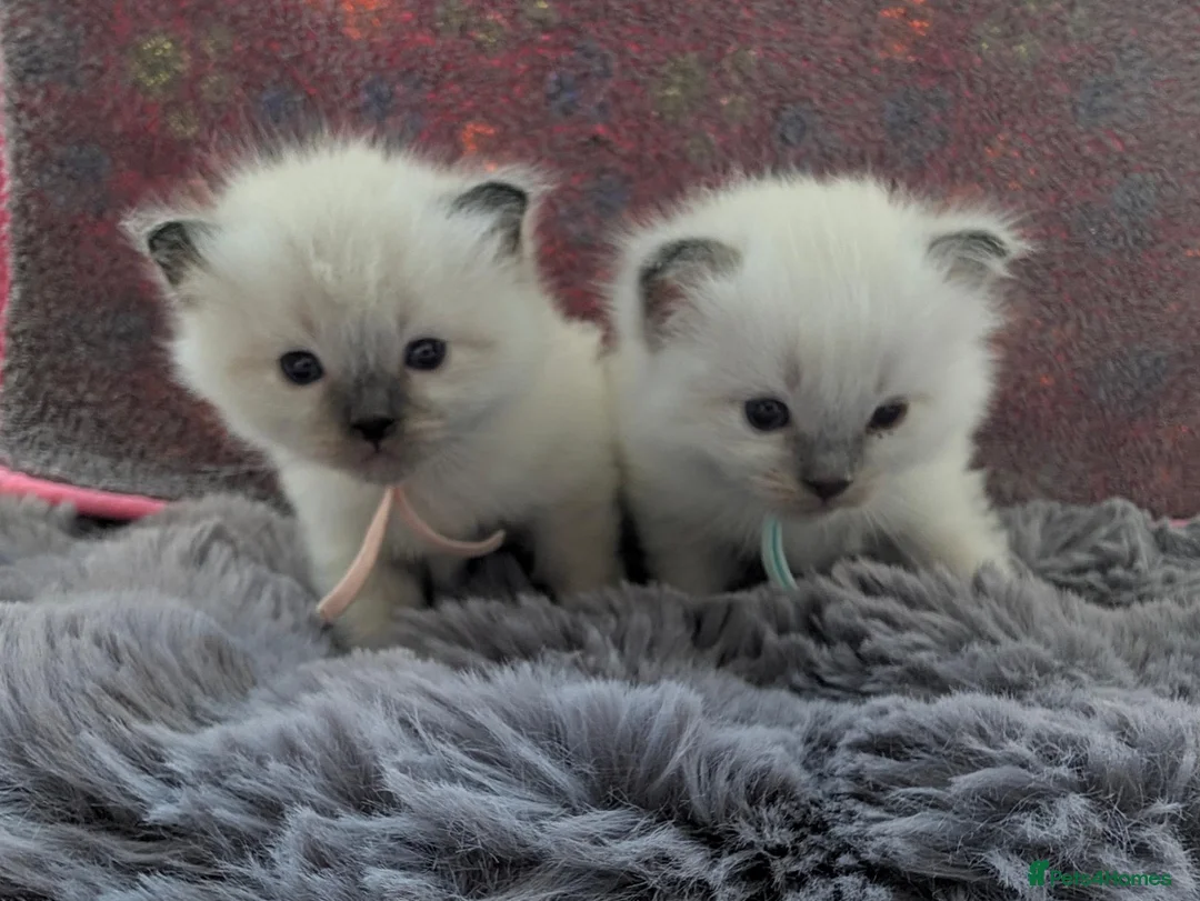 Ragdoll cats for sale: 2 Chunky Fluffy Purebred Ragdolls - Advert 1