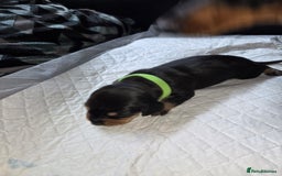 Miniature Dachshund dogs for sale: Miniature dacshund pups for sale - Image 9