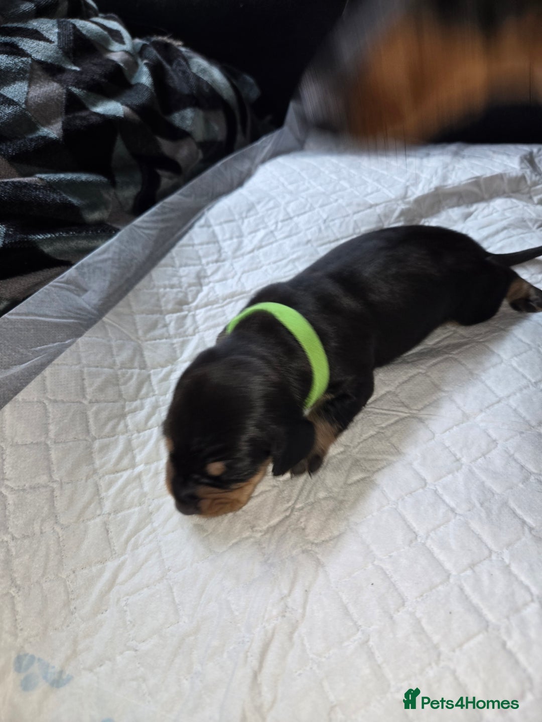 Miniature Dachshund dogs for sale: Miniature dacshund pups for sale - Image 9