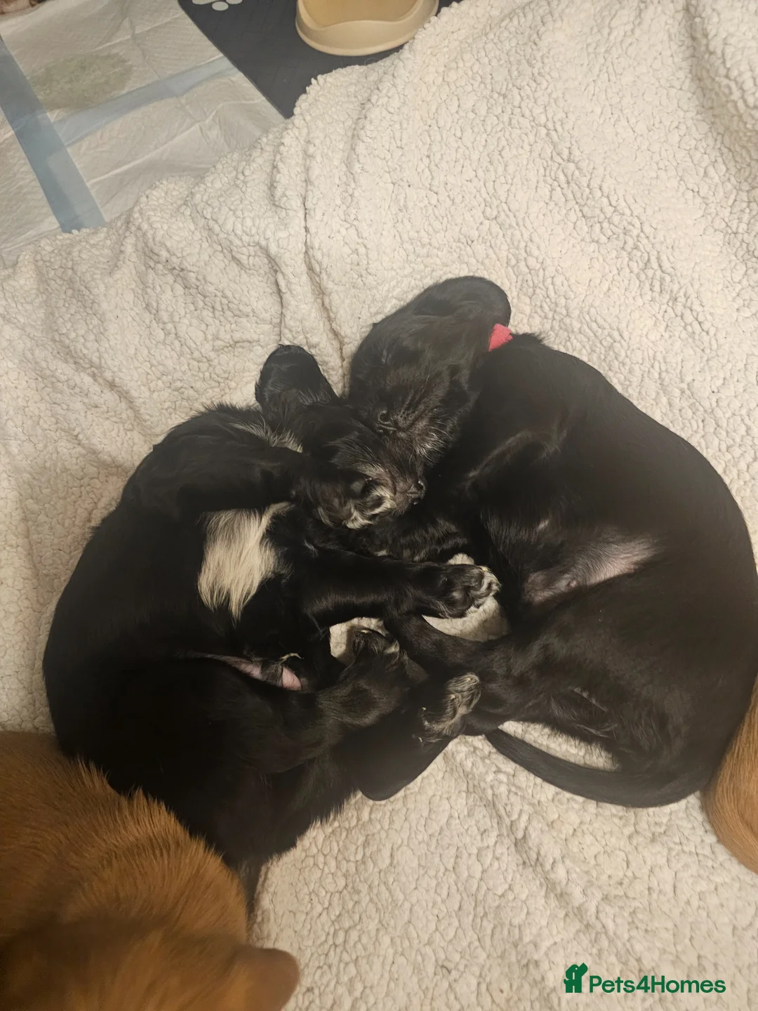 Mixed Breed dogs for sale: 3 beautiful boys available!  in Westerham - Advert 2