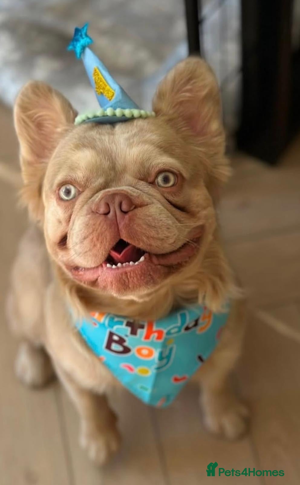 French Bulldog dogs French bulldog needing a new home  - Advert 1