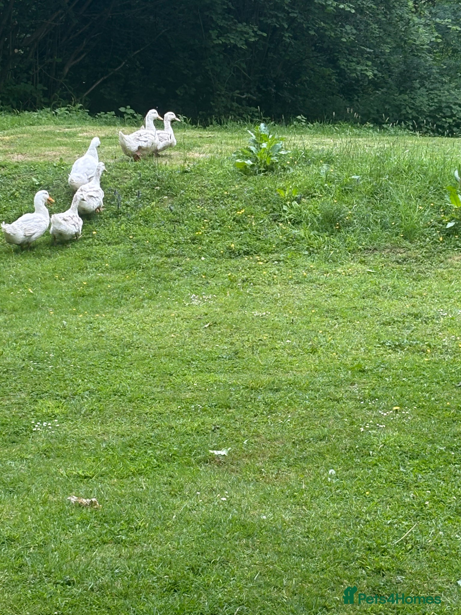 Ducks poultry for sale: Muscovy ducks and aylesbury duck  - Advert 4