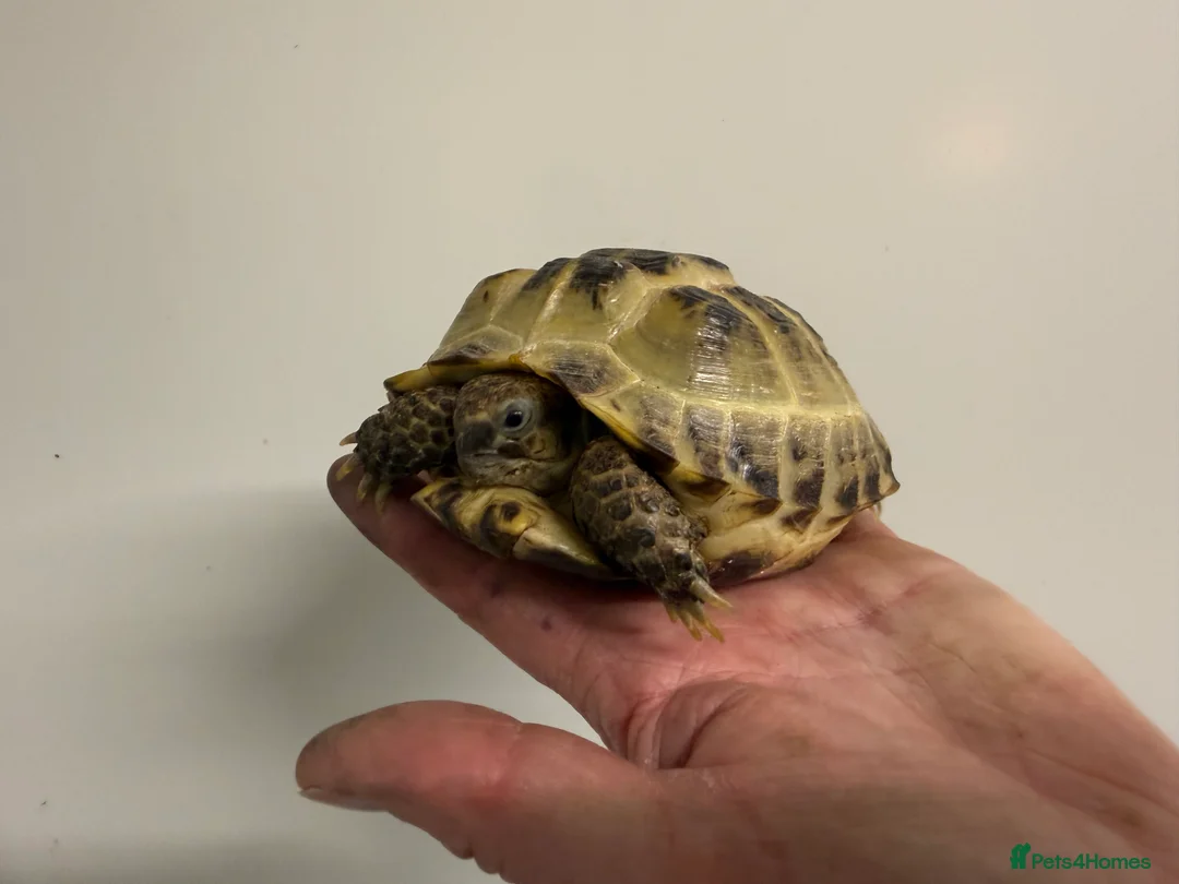 Tortoise reptiles for sale: Horsfield tortoises for sale  - Advert 3