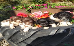 English Springer Spaniel dogs for sale: Kc reg springer spaniel  - Image 1