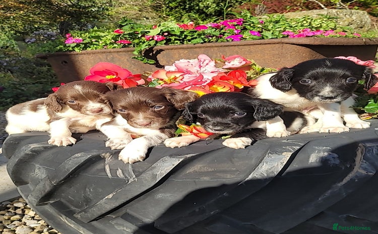 English Springer Spaniel dogs - Advert 3
