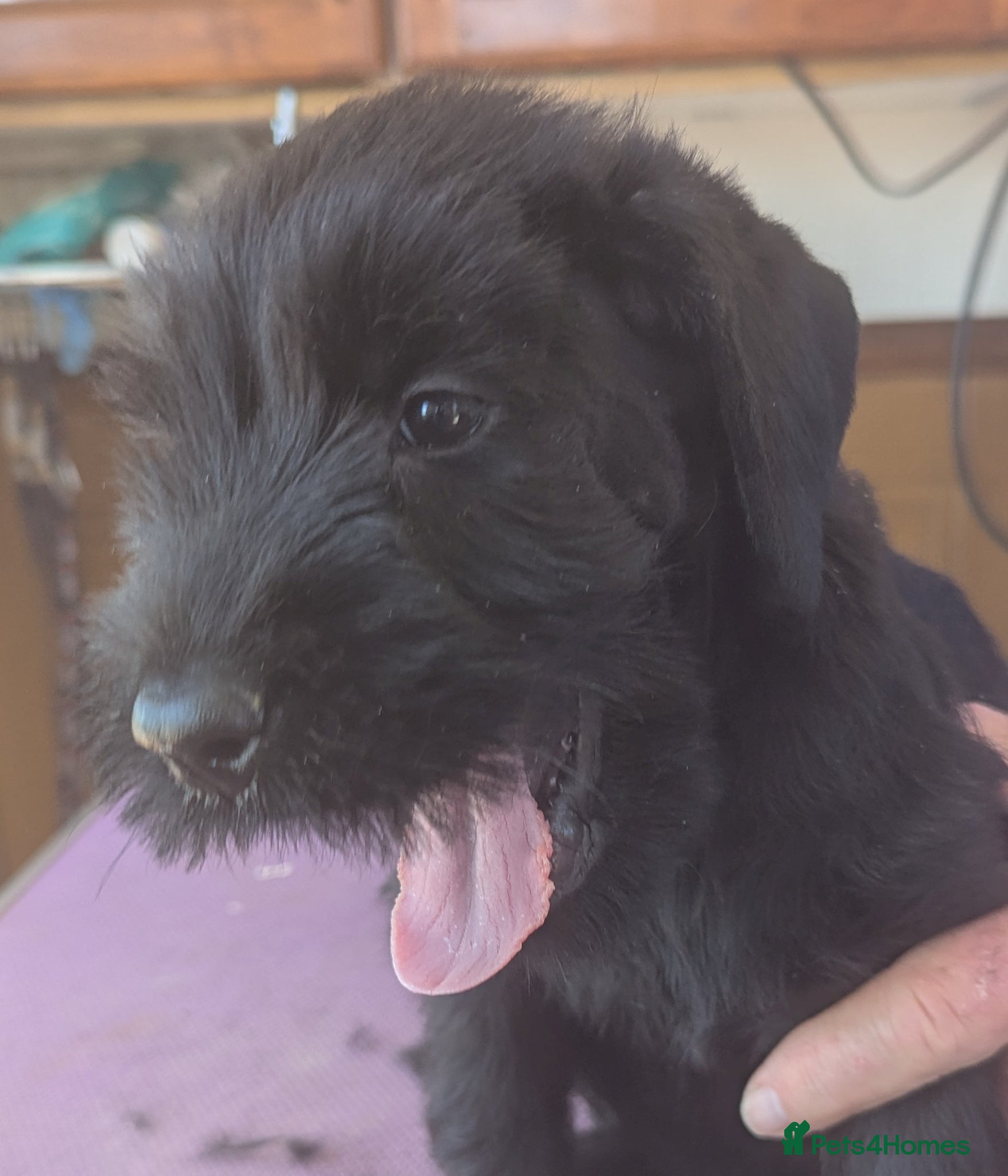 Giant Schnauzer dogs Hi,my name's Elka!!!! - Advert 2