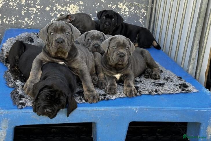 Cane Corso dogs Noble Guardians With Hearts Made for Home - Advert 3