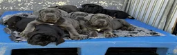 Cane Corso dogs for sale: Noble Guardians With Hearts Made for Home in Leicester - Advert 1