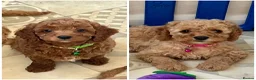 Cavapoo dogs for sale: Top quality, health tested F1b Cavapoo babies - Advert 1